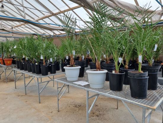 EXÓTICA  ][ Bahia inicia cultivo comercial de tâmaras com mudas dos Emirados Árabes e projeta se tornar polo produtor